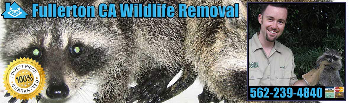 Fullerton Wildlife and Animal Removal